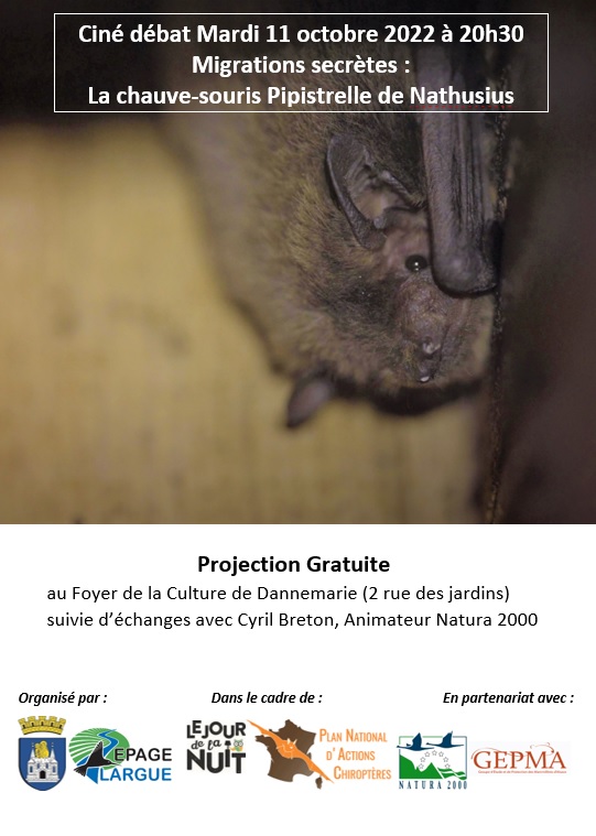Chauve souris